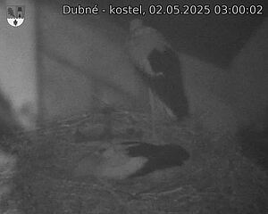 Capi_Dubne_20250502_030002.jpg (1350 x 1080)