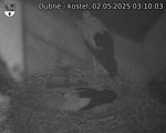 Capi_Dubne_20250502_031003.jpg