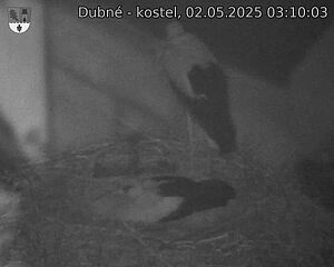 Capi_Dubne_20250502_031003.jpg (1350 x 1080)