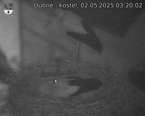Capi_Dubne_20250502_032002.jpg (1350 x 1080)