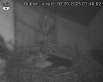 Capi_Dubne_20250502_034002.jpg
