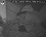 Capi_Dubne_20250502_040003.jpg