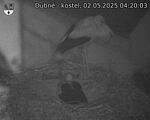 Capi_Dubne_20250502_042003.jpg