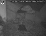 Capi_Dubne_20250502_042502.jpg