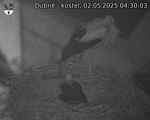 Capi_Dubne_20250502_043003.jpg