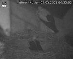 Capi_Dubne_20250502_043503.jpg