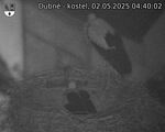 Capi_Dubne_20250502_044002.jpg