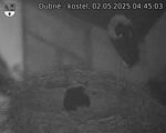 Capi_Dubne_20250502_044503.jpg