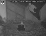 Capi_Dubne_20250502_045502.jpg
