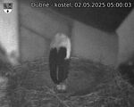 Capi_Dubne_20250502_050003.jpg