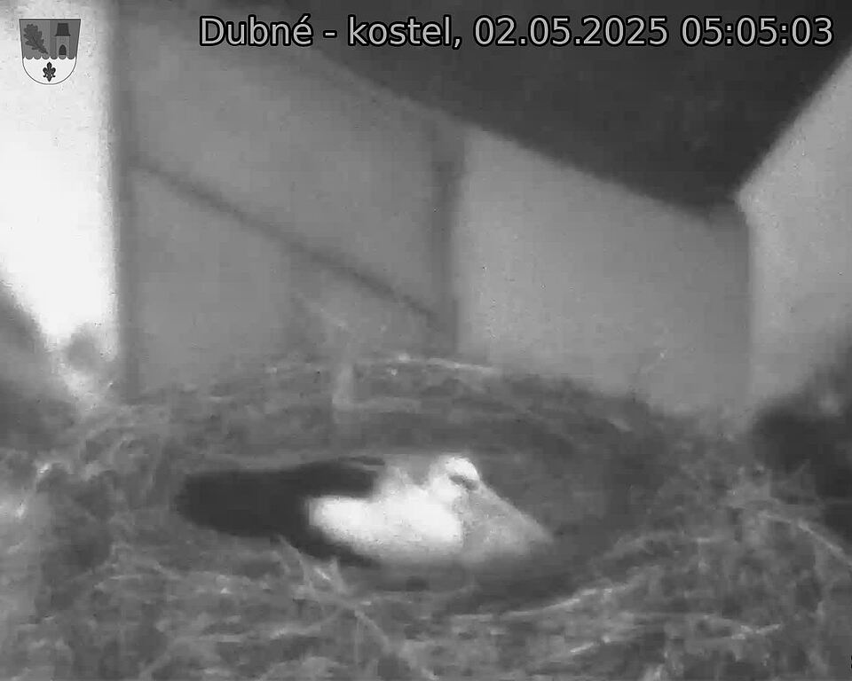 Capi_Dubne_20250502_050503.jpg (1350 x 1080)