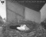 Capi_Dubne_20250502_050503.jpg