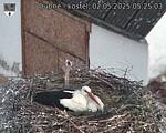 Capi_Dubne_20250502_052503.jpg