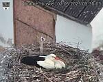 Capi_Dubne_20250502_053003.jpg
