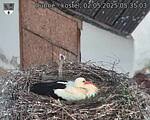 Capi_Dubne_20250502_053503.jpg