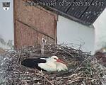 Capi_Dubne_20250502_054002.jpg