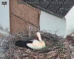 Capi_Dubne_20250502_054503.jpg