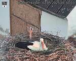 Capi_Dubne_20250502_055003.jpg