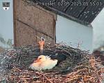 Capi_Dubne_20250502_055503.jpg