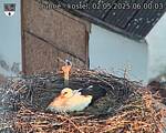 Capi_Dubne_20250502_060003.jpg