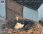 Capi_Dubne_20250502_060503.jpg
