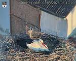 Capi_Dubne_20250502_061003.jpg