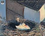 Capi_Dubne_20250502_061503.jpg