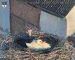 Capi_Dubne_20250502_062003.jpg