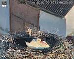 Capi_Dubne_20250502_062503.jpg