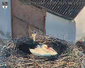 Capi_Dubne_20250502_062503.jpg (1350 x 1080)