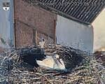 Capi_Dubne_20250502_063003.jpg