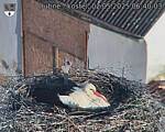 Capi_Dubne_20250502_064003.jpg