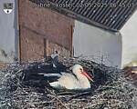 Capi_Dubne_20250502_064503.jpg