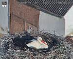 Capi_Dubne_20250502_065503.jpg