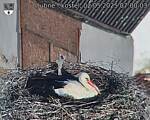Capi_Dubne_20250502_070003.jpg