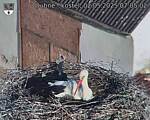 Capi_Dubne_20250502_070502.jpg