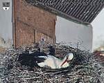 Capi_Dubne_20250502_071003.jpg