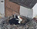 Capi_Dubne_20250502_071503.jpg