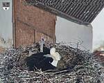 Capi_Dubne_20250502_072003.jpg