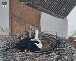 Capi_Dubne_20250502_072503.jpg