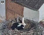 Capi_Dubne_20250502_073003.jpg