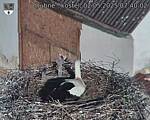 Capi_Dubne_20250502_074002.jpg
