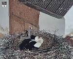 Capi_Dubne_20250502_074503.jpg