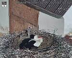 Capi_Dubne_20250502_075002.jpg