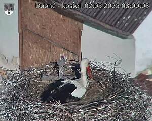 Capi_Dubne_20250502_080003.jpg (1350 x 1080)