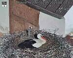 Capi_Dubne_20250502_081003.jpg