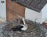 Capi_Dubne_20250502_083503.jpg