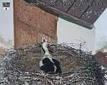 Capi_Dubne_20250502_085503.jpg