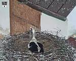 Capi_Dubne_20250502_090002.jpg