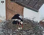 Capi_Dubne_20250502_091003.jpg